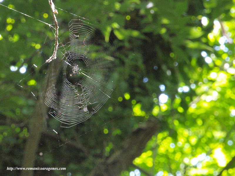 TELARAÑA